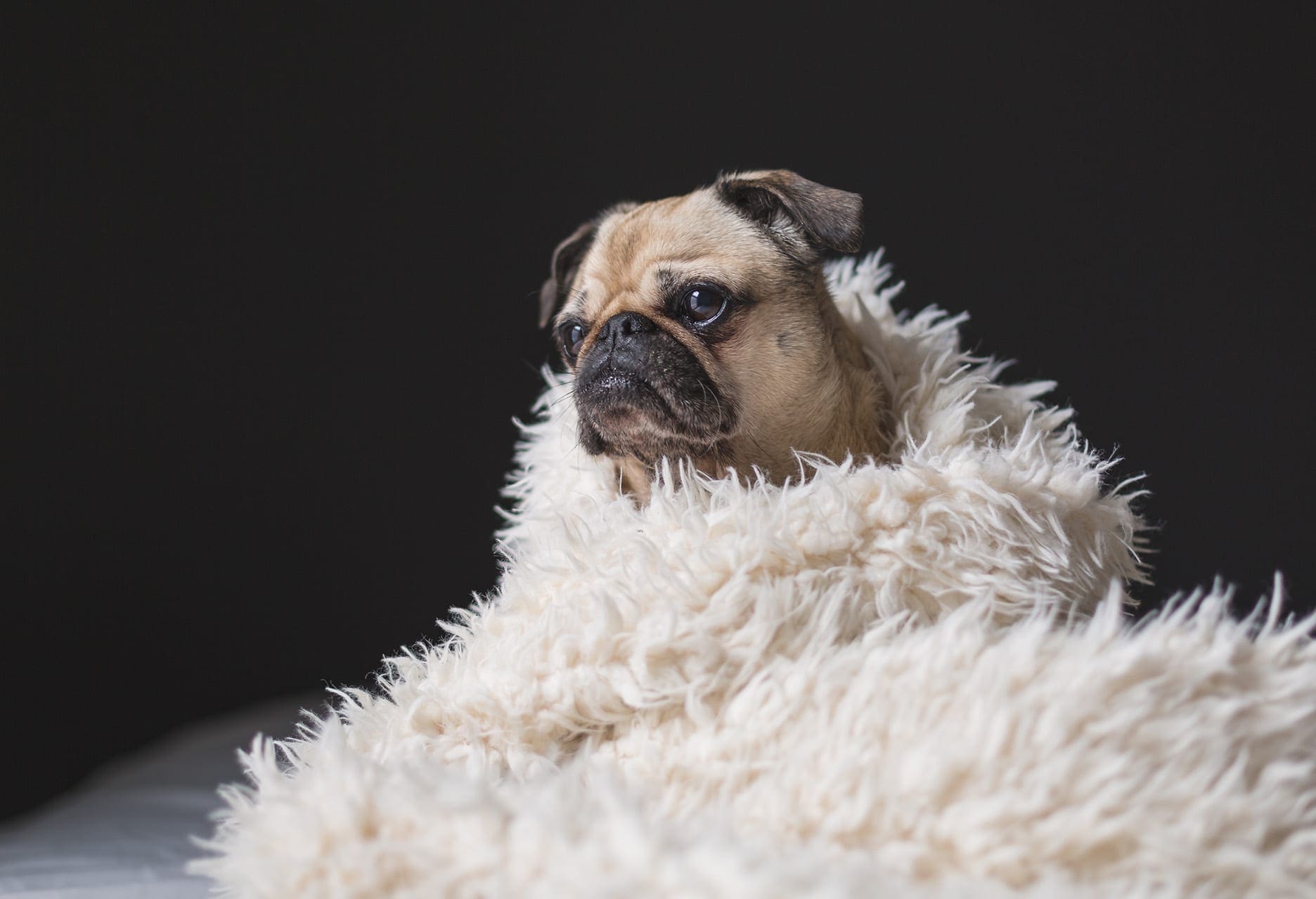 a dog