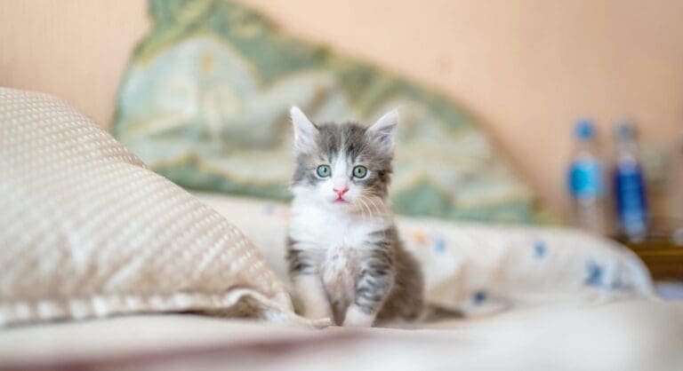 How to Make Your Mobile UX Purr Like a Kitten